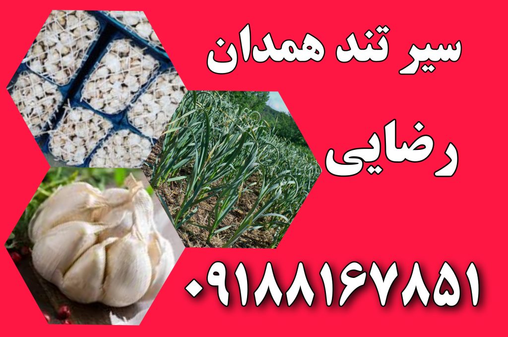 خرید سیر تند همدان