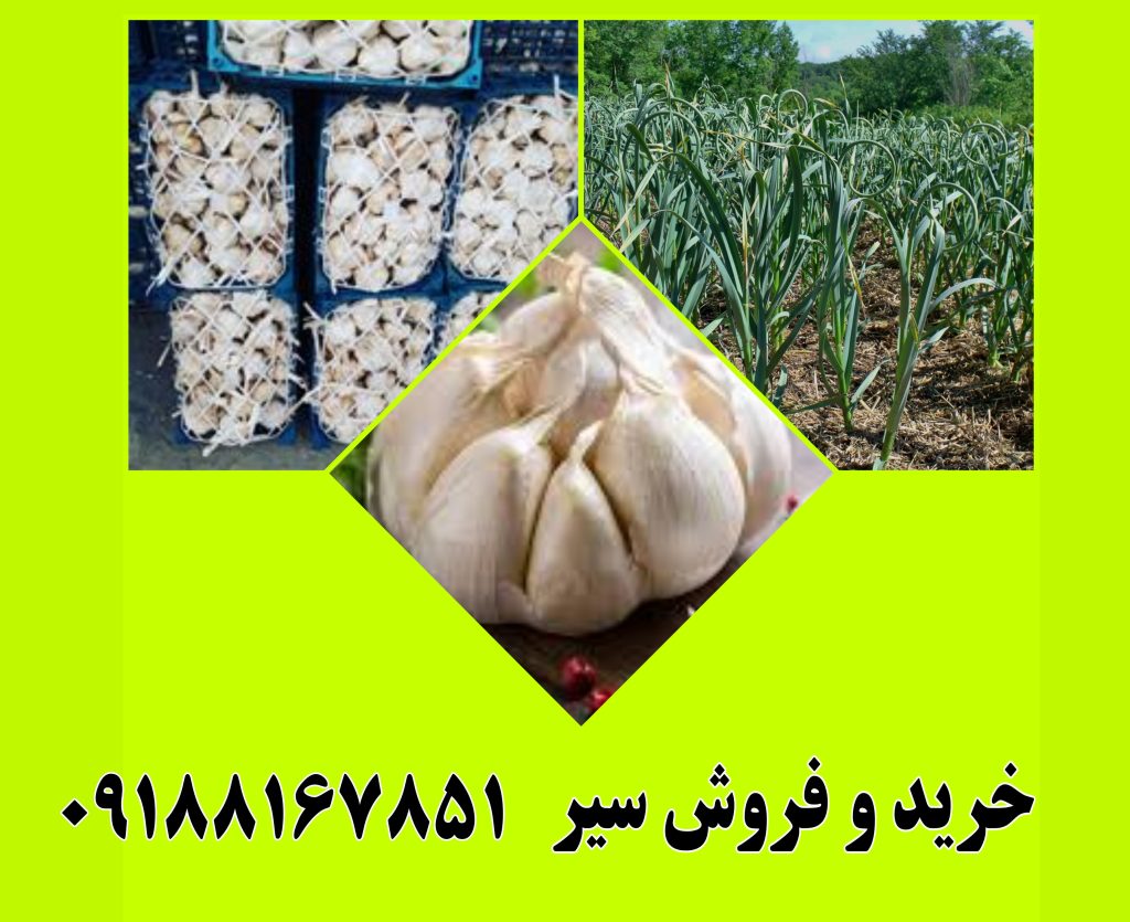 قیمت سیر همدان