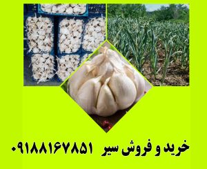 خرید و فروش سیر خشک همدان